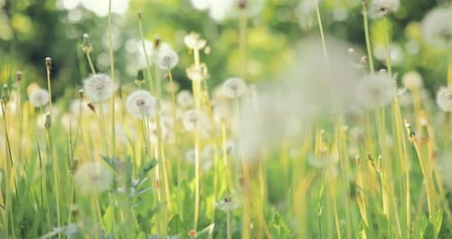 Dandelions Grow on the Lawn