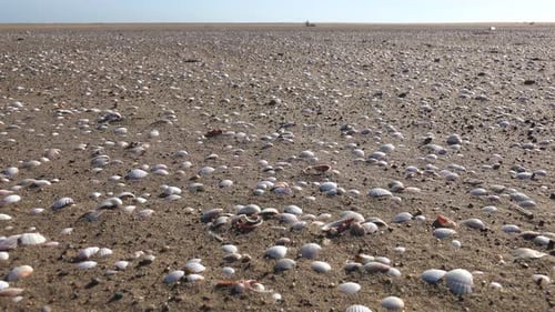 Muschelschalen am unbemannten leeren Strand