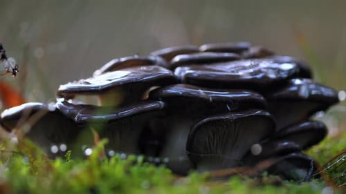 Pleurotus Mushroom In a Sunny Forest in the Rain
