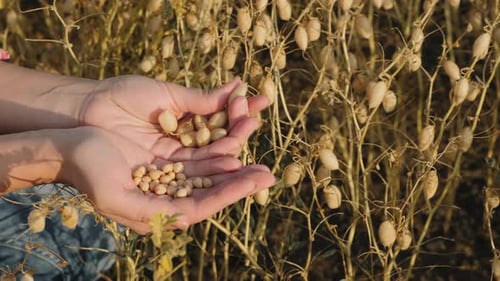 Hands Holding Freshly Harvested Chickpeas in a Field