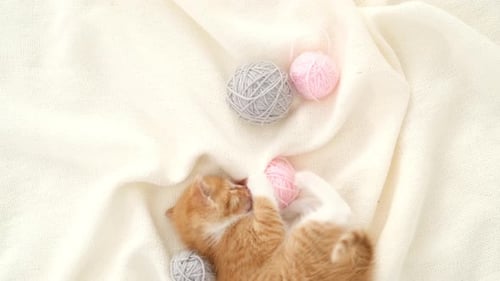Tiny Kitten Plays with Yarn Balls on Blanket