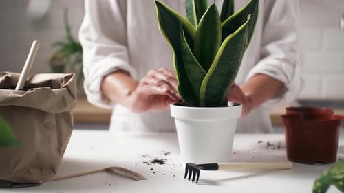 Person Planting a Snake Plant in a Pot
