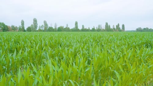 Green Cultivated Field of Corn