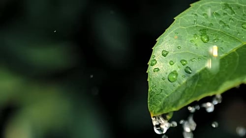 Zeitlupenvideo von Wassertropfen auf grünem Blatt auf Bokeh-Hintergrund