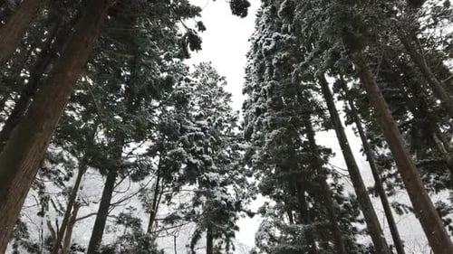 Snow Falling In Forest