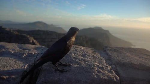 Slowmotion on Top of Table Mountain during Sunset with a Redwing Starling Bird Hopping away
