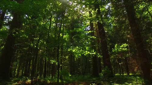 Es gibt ein Licht im Wald