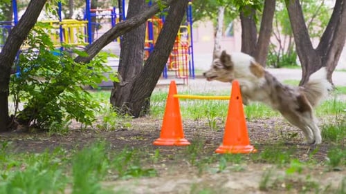 Weiß-brauner Shaggy-Hundetraining im Park