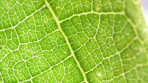 Green Leaf Analysis