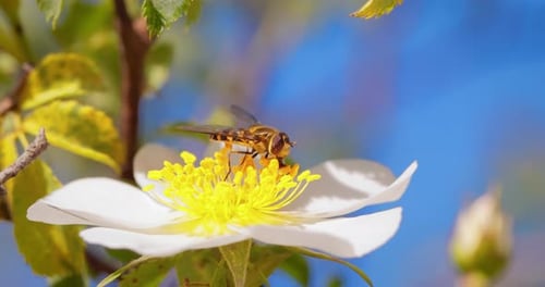 Fly Pollinating White Flower with Yellow Center