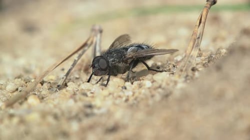 Close-up of a Housefly on Sand