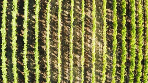 Survoler un vignoble au coucher du soleil