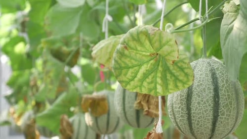 Gros plan de melons qui poussent dans une serre