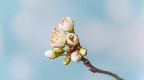 Time Lapse of Flowering Cherry Flowers