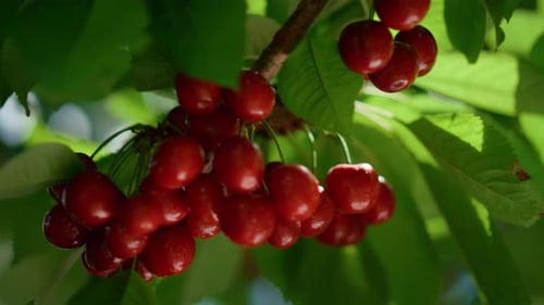 Juicy Ripe Fruit Bunch Ready Harvest on Tree