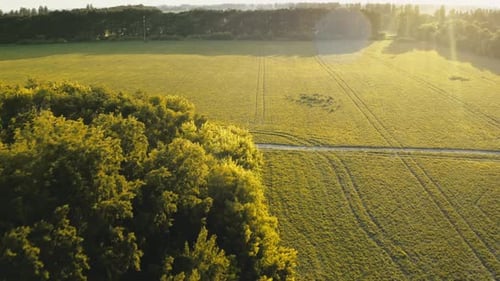 Prado aéreo de Green Forest
