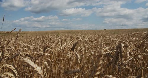 Ripe Ears Of Wheat On The Field At Sunset