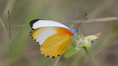 A Common Dotted Border butterfly