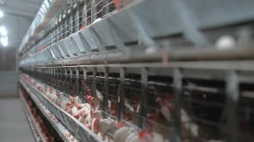 Chicken At Poultry