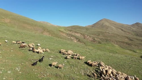 Sheep Herd On The Hill