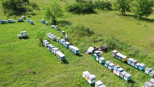 Apiary on green field. View from above on beehives and a beekeeper inspecting bees.