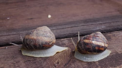 Ein Paar Schnecken kriecht