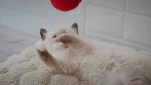 Playful Kitten with Yarn Ball on Blanket