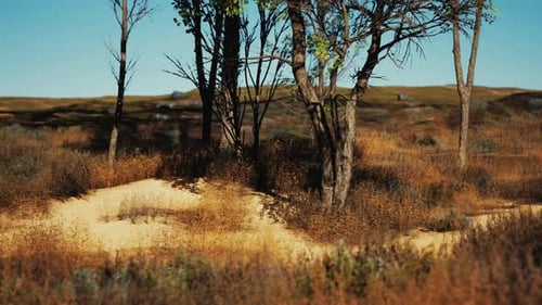 Trees on Patch of Grass with Among Pine Trees in the Middle of the Sand Dunes