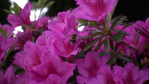 Bumblebee