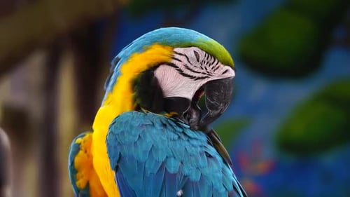 Ara-Vogel