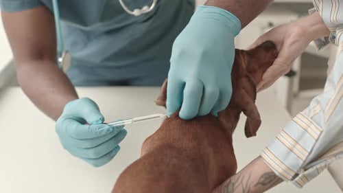 Treating Dog with Ear Drops