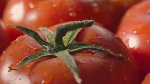 Fresh Red Tomatoes with Droplets Close Up