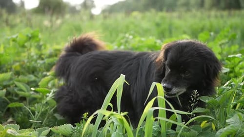 Beautiful chong dog funny eating grass, dog on green grass