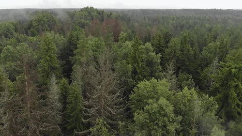 Drohne fliegt über den Dschungel der Nadel- und Laubbäume. Nebelwolken kommen aus dem Wald