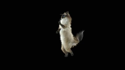 Katze tanzt HD