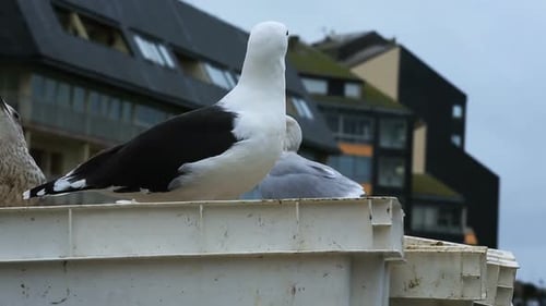 Gulls in an urban area, Courseulles sur Mer, Calvados, Normandy, France