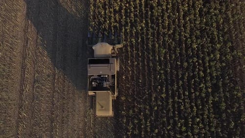 Sunflower Harvest Top View