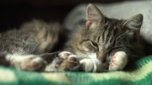 Relaxing Tabby Cat Resting Paws on Green Blanket