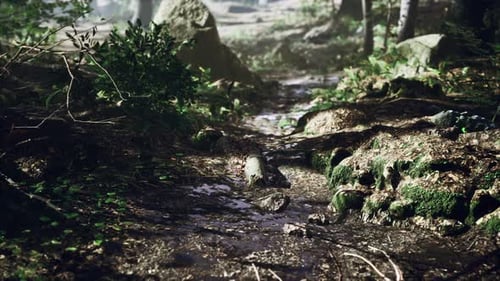 Small Creek Runs Through a Wide Valley Full of Fallen Leaves