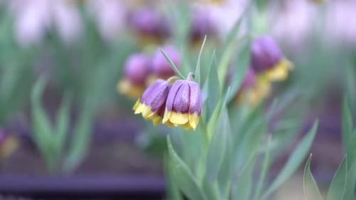 Blumen