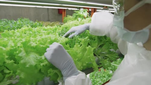 Indoor Farming of Green Lettuce Close Up