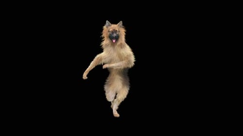 Playful Fluffy Dog Dancing on Two Legs