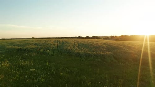 Yellow Wheat Sunset