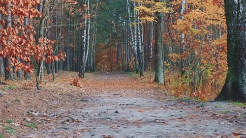 Beautiful Golden Fall in Autumn Forest