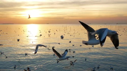 Birds Flying Over Sea