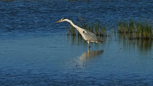 Grey heron, Ardea cinerea, Camargue, France