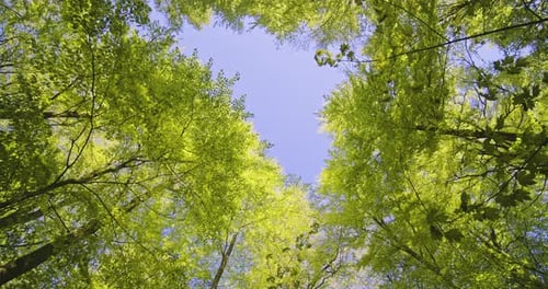 Sunlight Shining on the Trees and Tilted Upward View of Its Branches