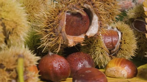 Close Up of Fresh Chestnuts with Shells