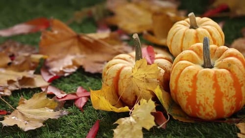 Halloween seasonal pumpkin with leaves on green grass