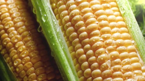 Raw Corn on the Cob with Water Droplets